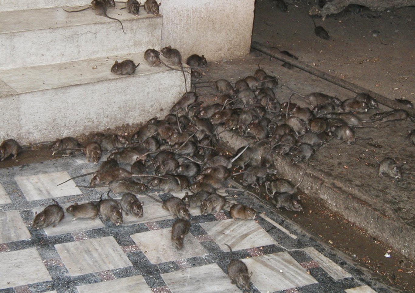 rat mouse infestations infestation