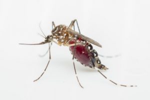 Aedes aegypti