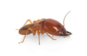 termite