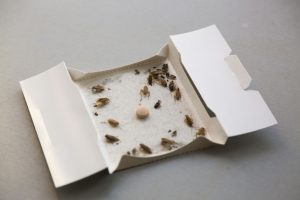 cockroach trap