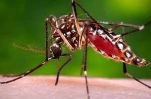 Aedes aegypti mosquito