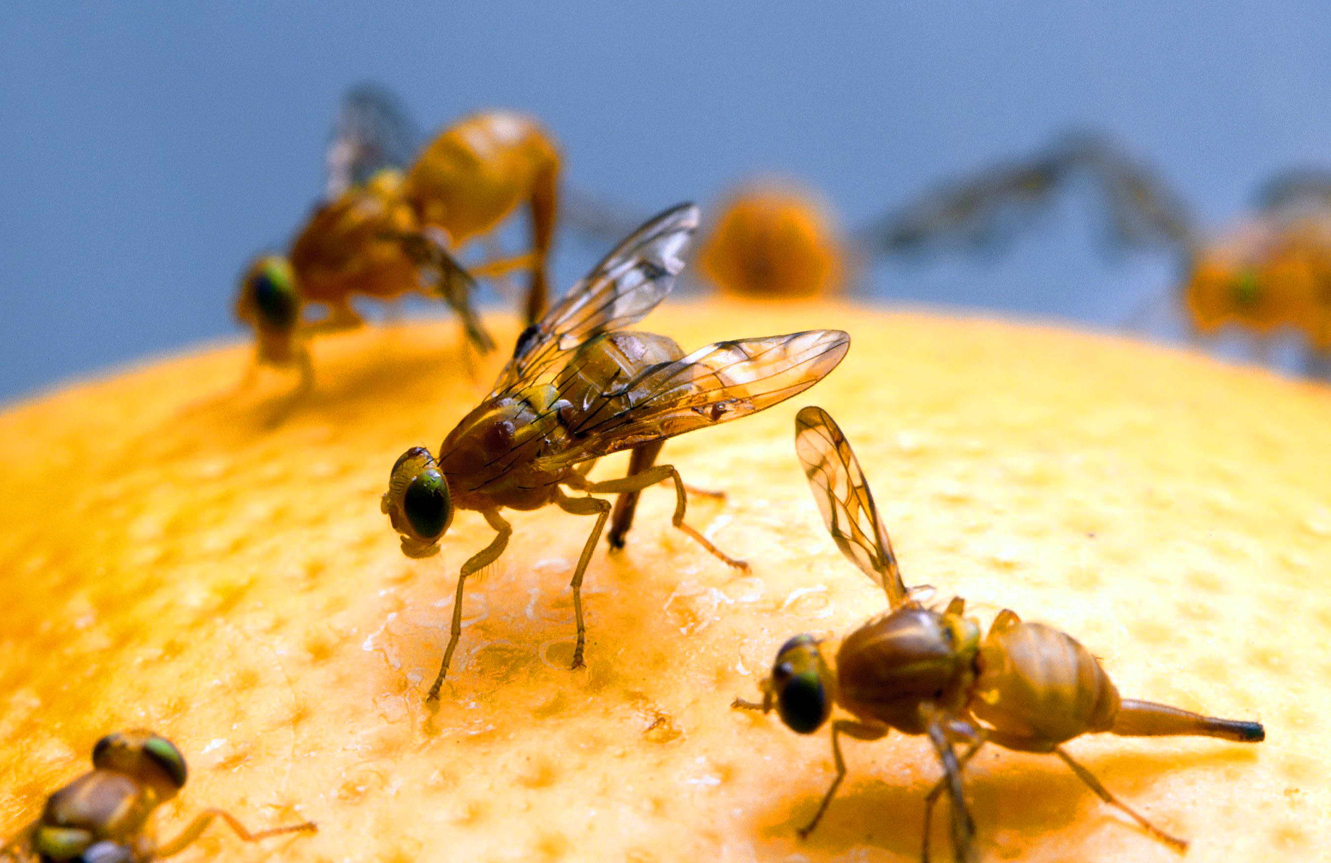 Make A Simple Fruit Fly Trap Prevention Of Fruit FliesAntipest Blog