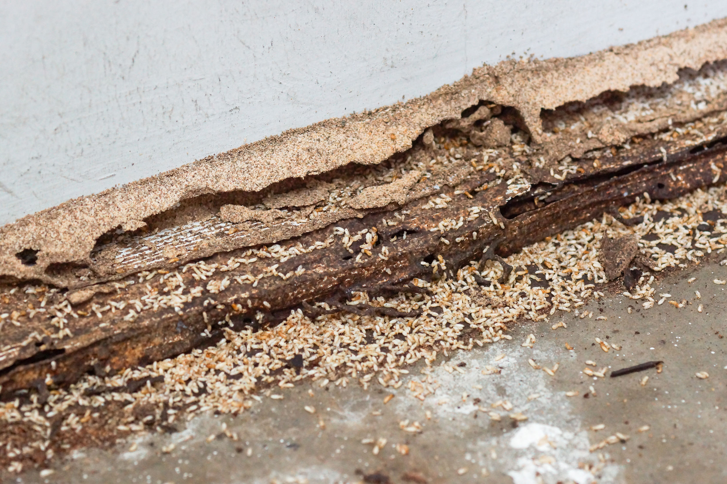 Do Termite Baiting Stations Really Work? - Pest Control Services Malaysia